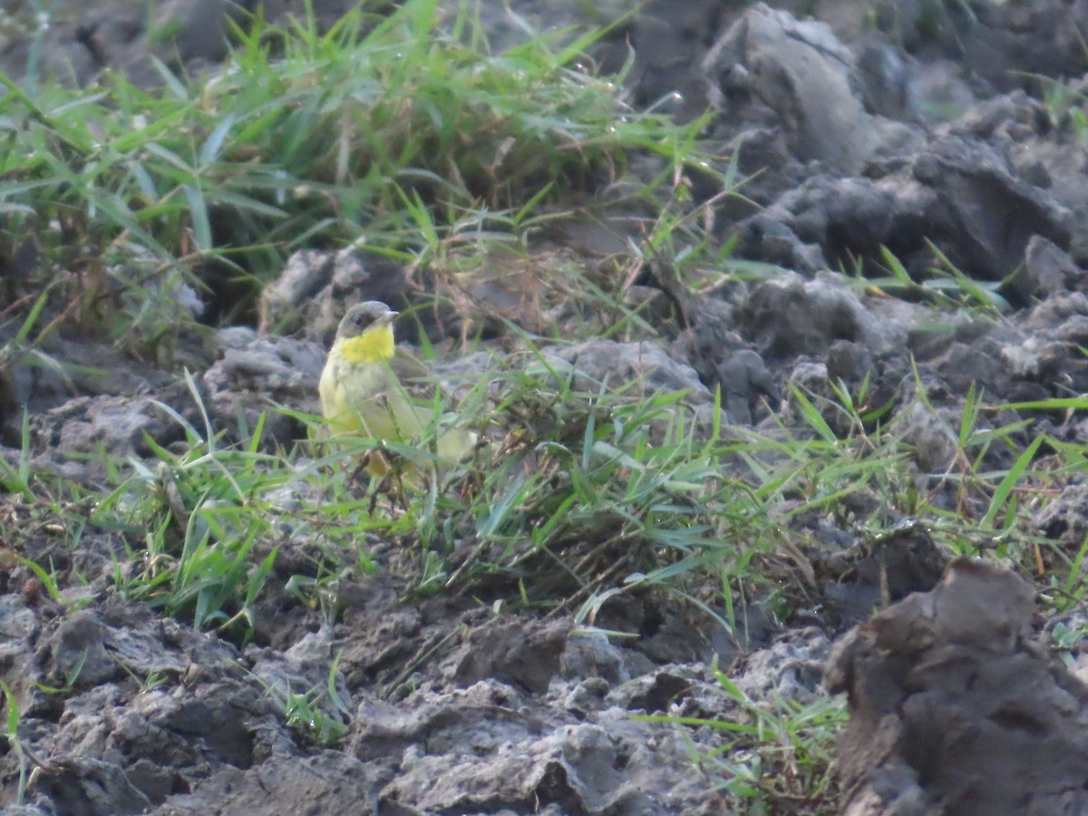 Western Yellow Wagtail - ML647401119