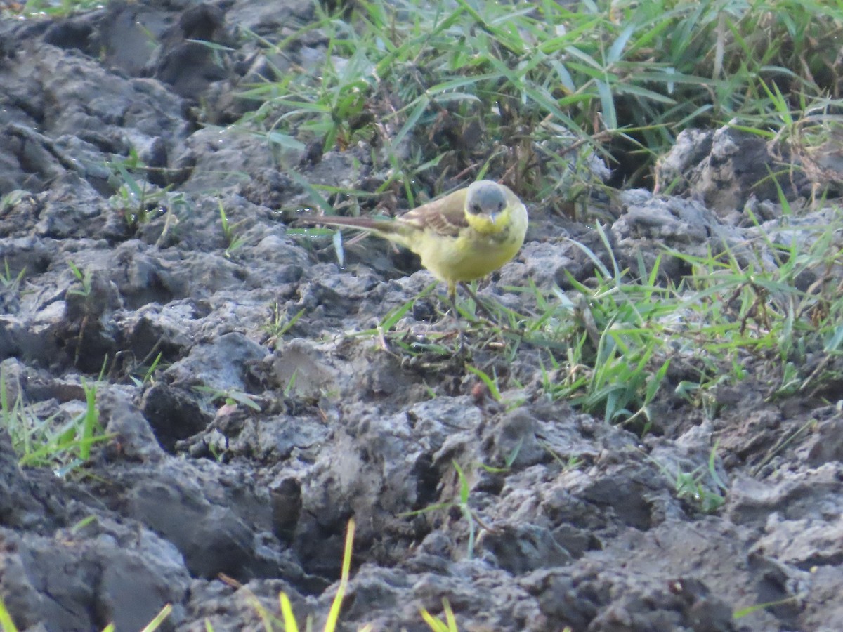 Western Yellow Wagtail - ML647401120