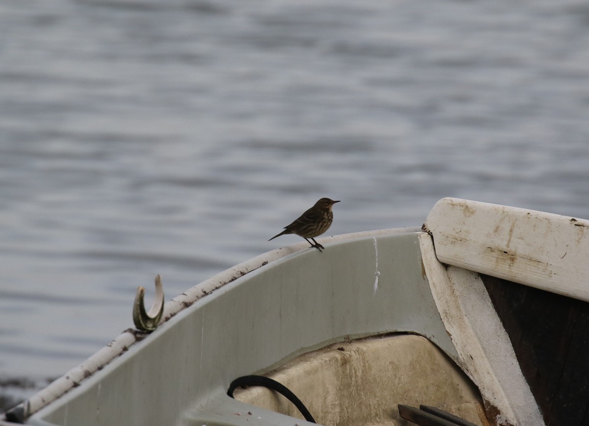 Spioncello marino - ML647401121