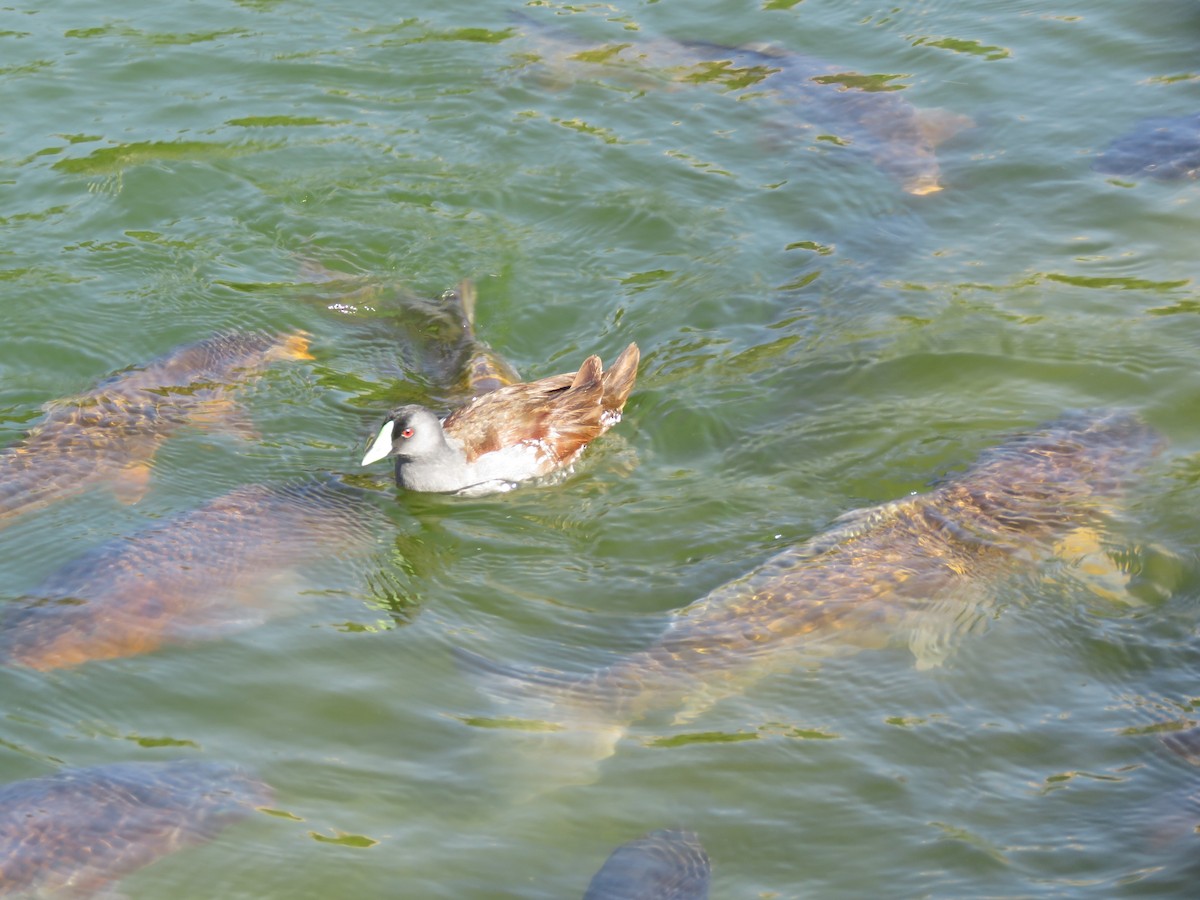 Spot-flanked Gallinule - ML647401122