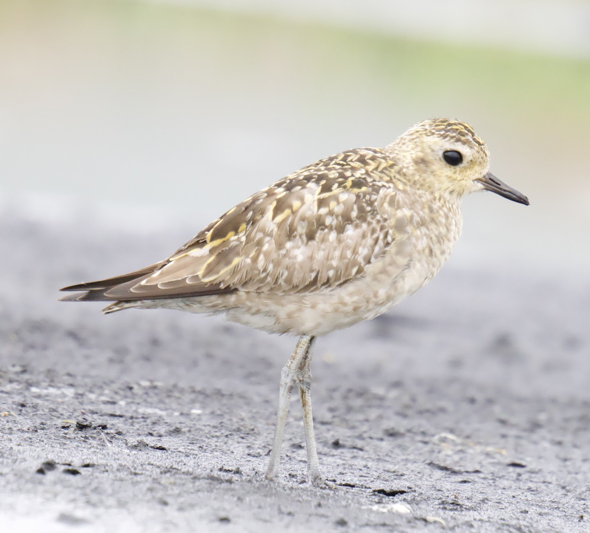 kulík pacifický - ML647401128