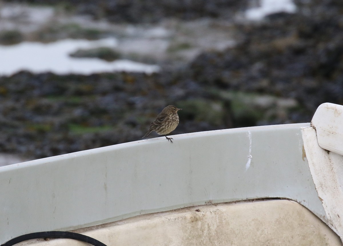 Spioncello marino - ML647401133