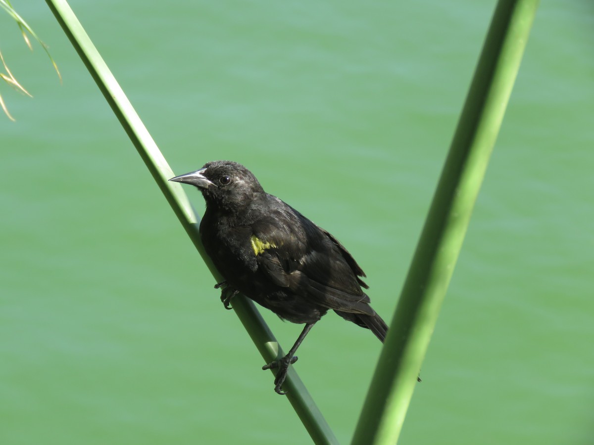 Yellow-winged Blackbird - ML647401135
