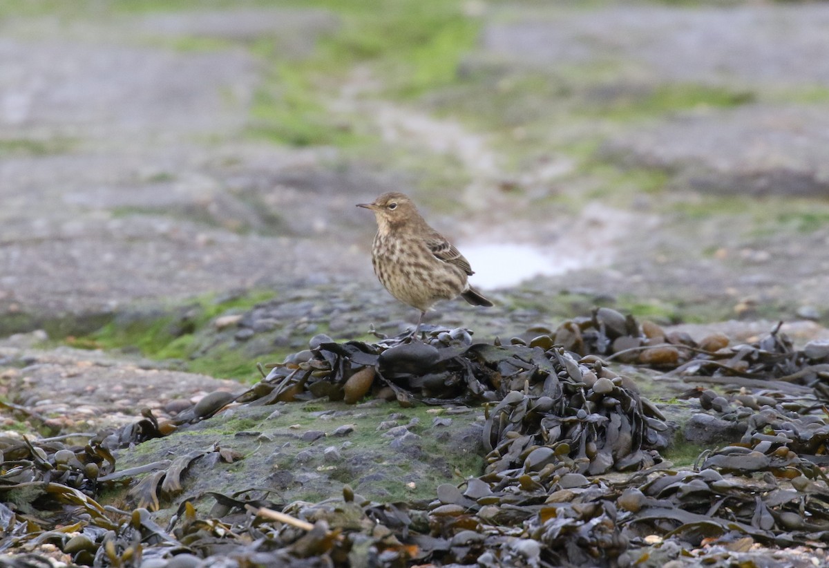 Spioncello marino - ML647401138