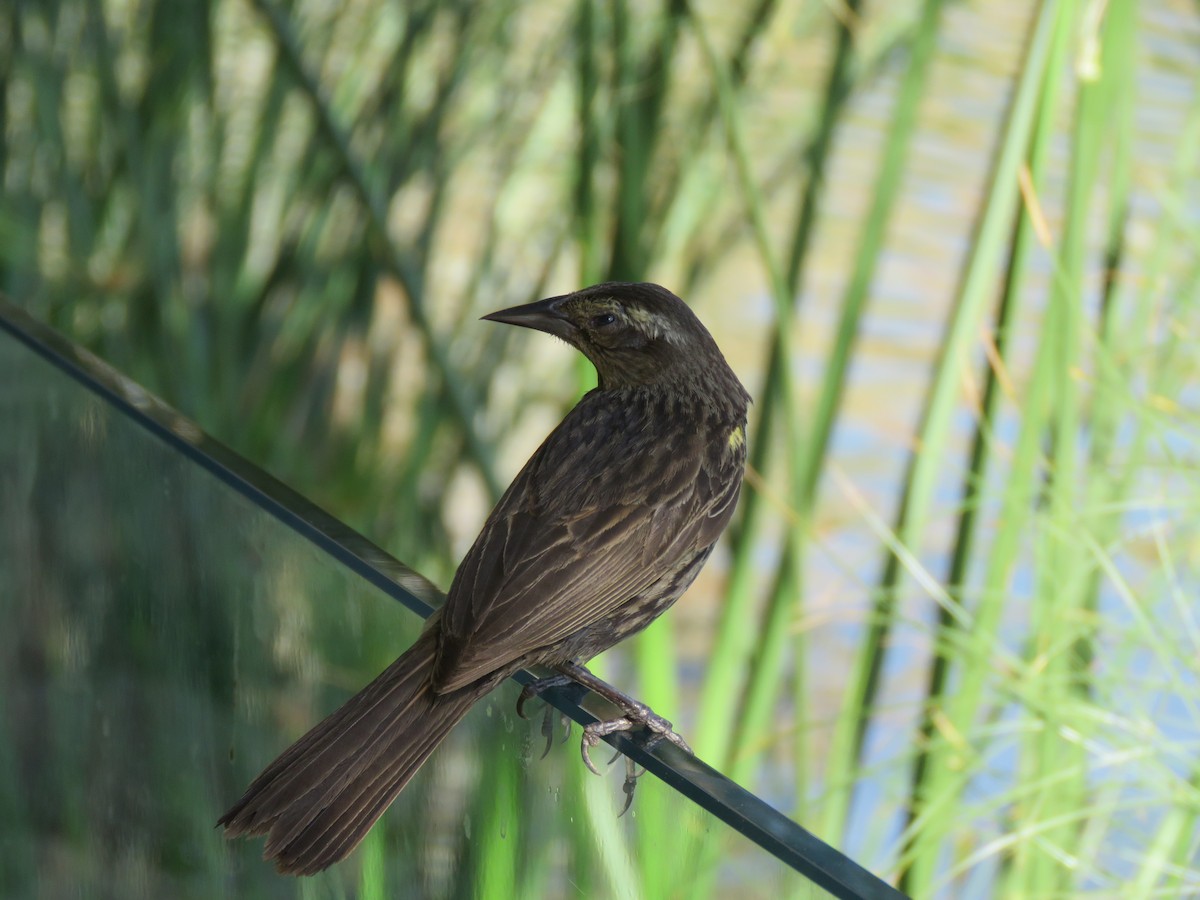 Yellow-winged Blackbird - ML647401142