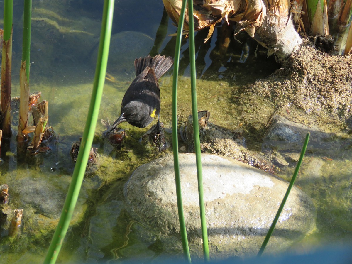 Yellow-winged Blackbird - ML647401146
