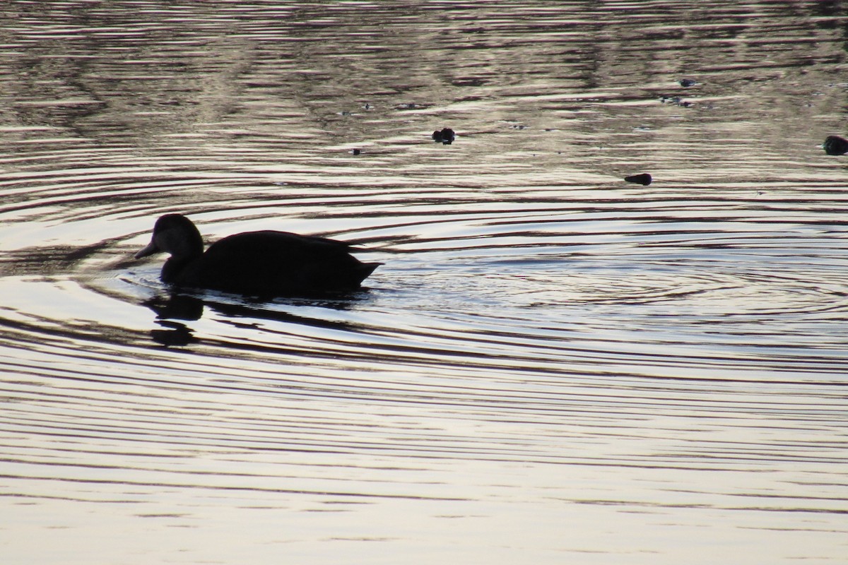 Ahate iluna - ML647401160