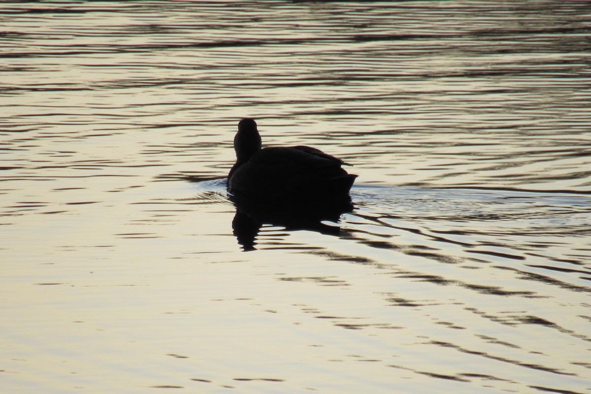 Ahate iluna - ML647401164