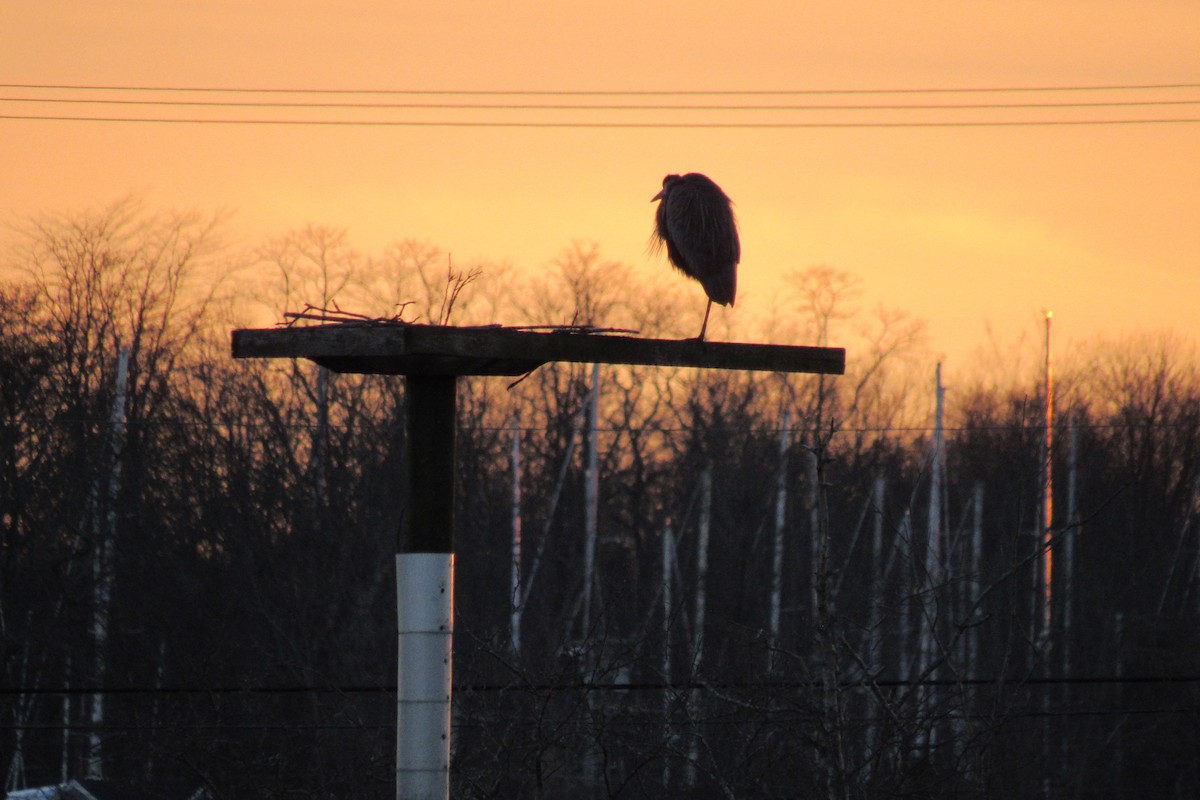 Grand Héron - ML647401173