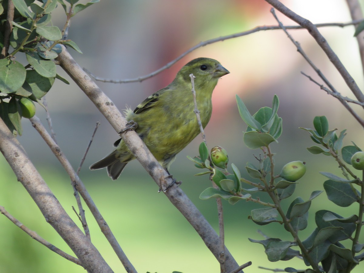 Black-chinned Siskin - ML647401178