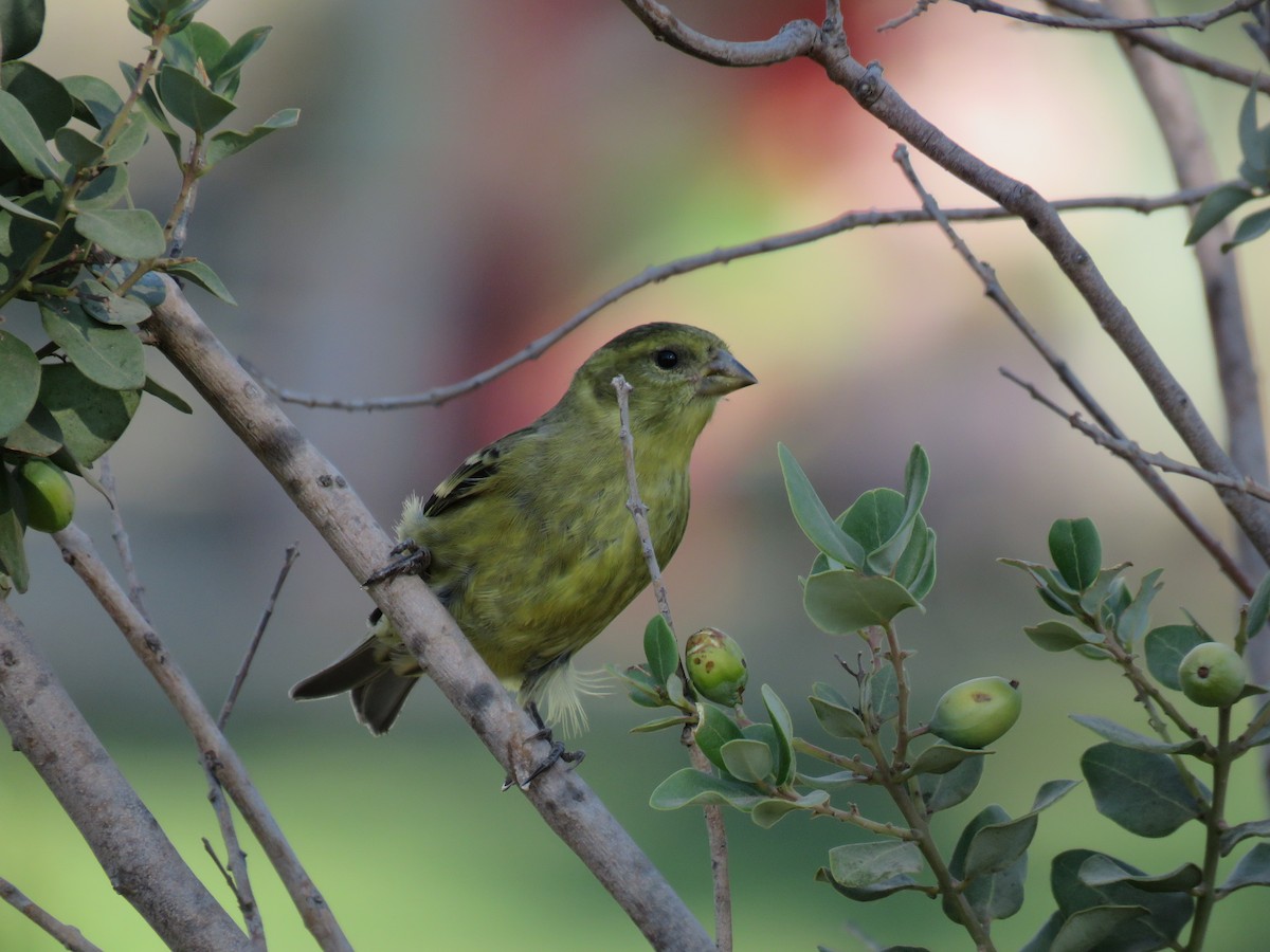 Black-chinned Siskin - ML647401179