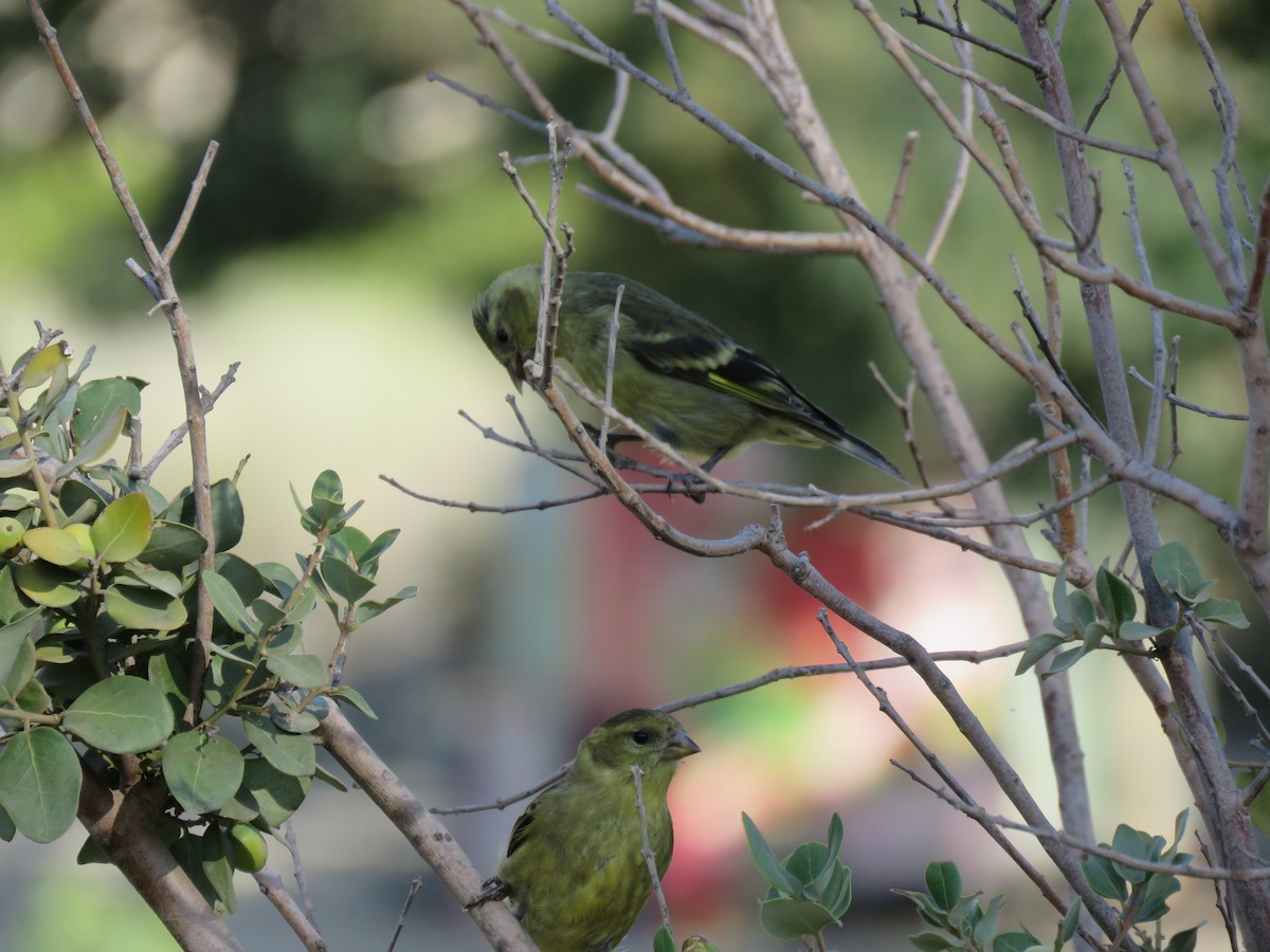 Black-chinned Siskin - ML647401186