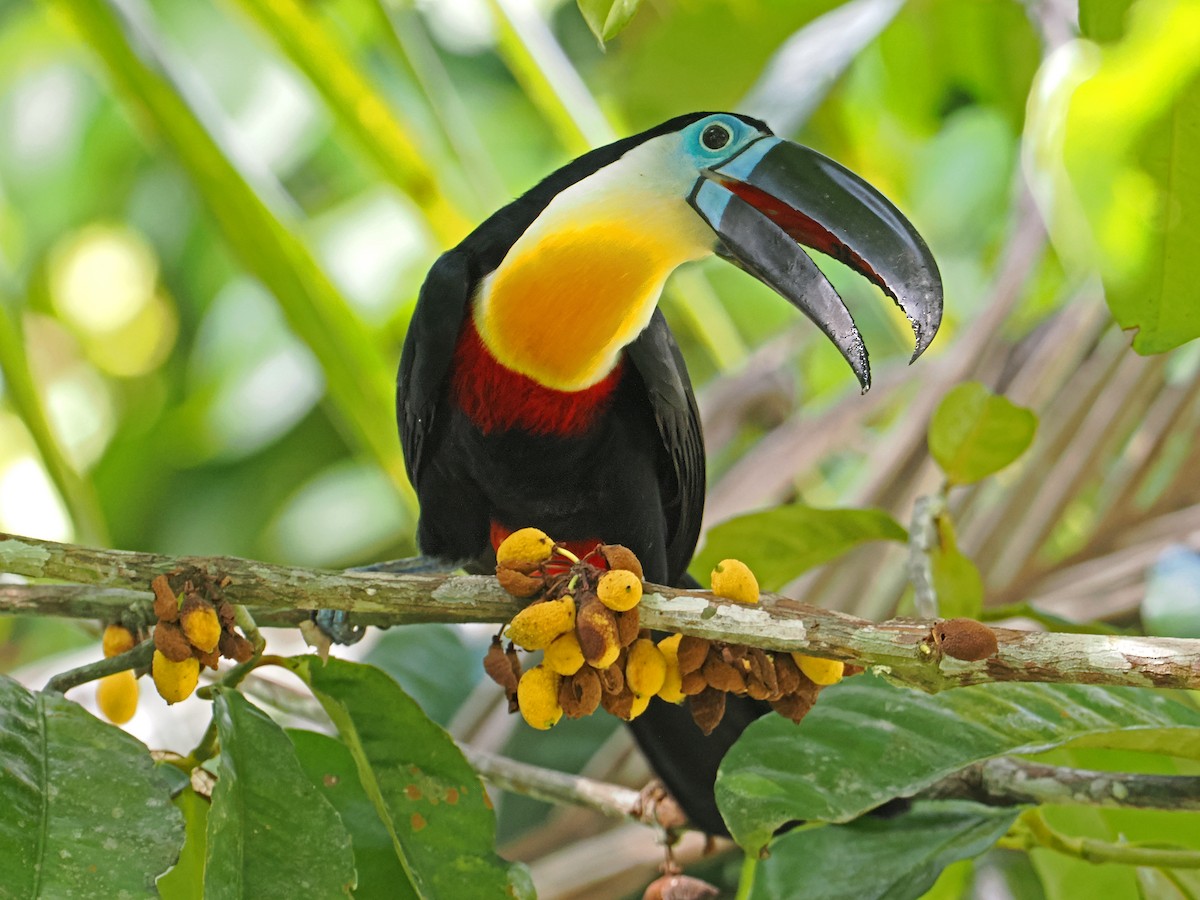 Channel-billed Toucan - ML647401188