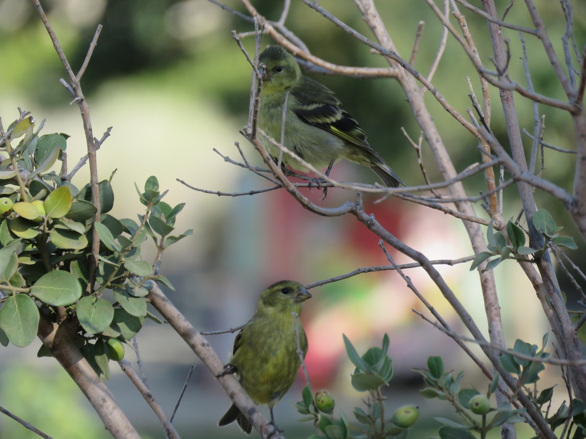 Black-chinned Siskin - ML647401189