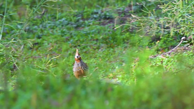 Crested Bobwhite - ML647401200
