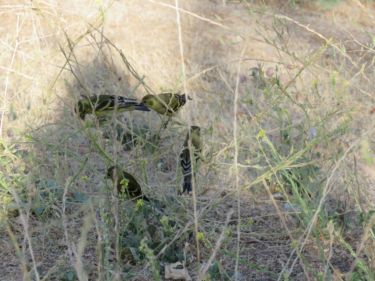 Black-chinned Siskin - ML647401201