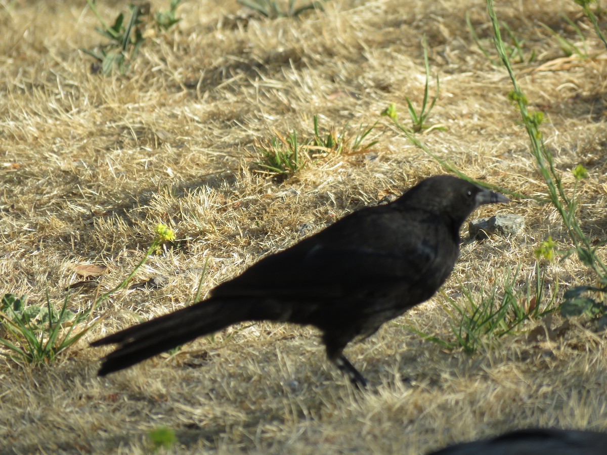 Austral Blackbird - ML647401204