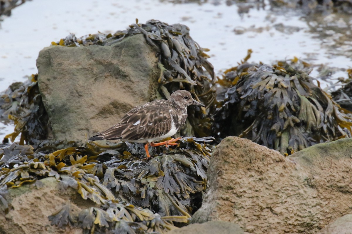 Voltapietre - ML647401206