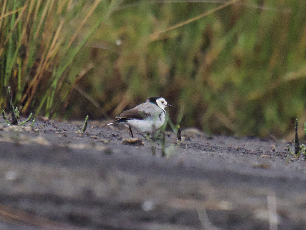 White-fronted Chat - ML647401208