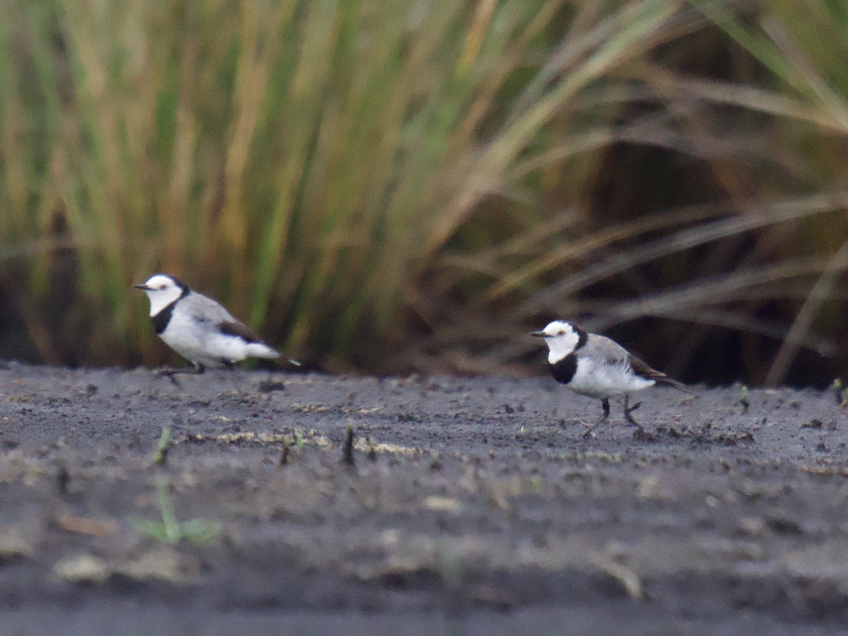 White-fronted Chat - ML647401209