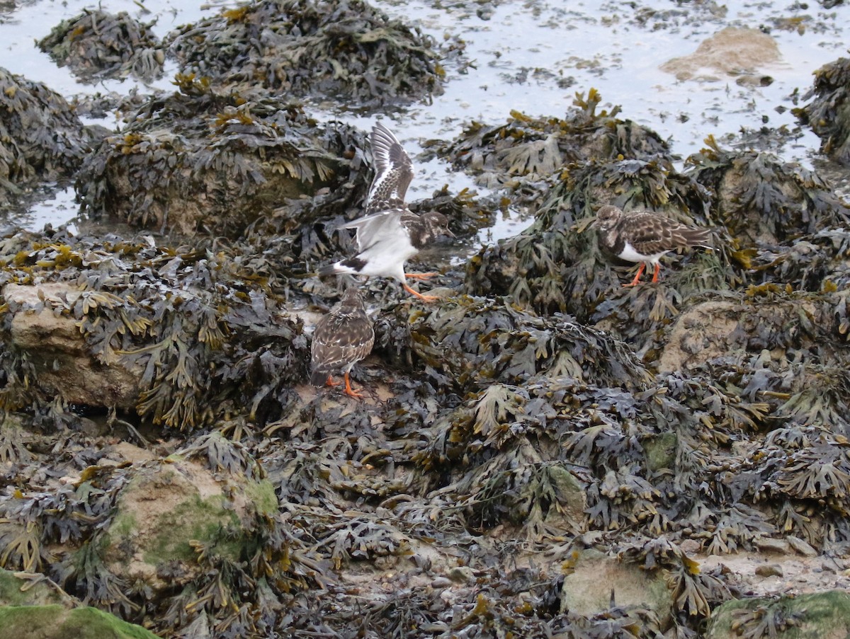 Voltapietre - ML647401210