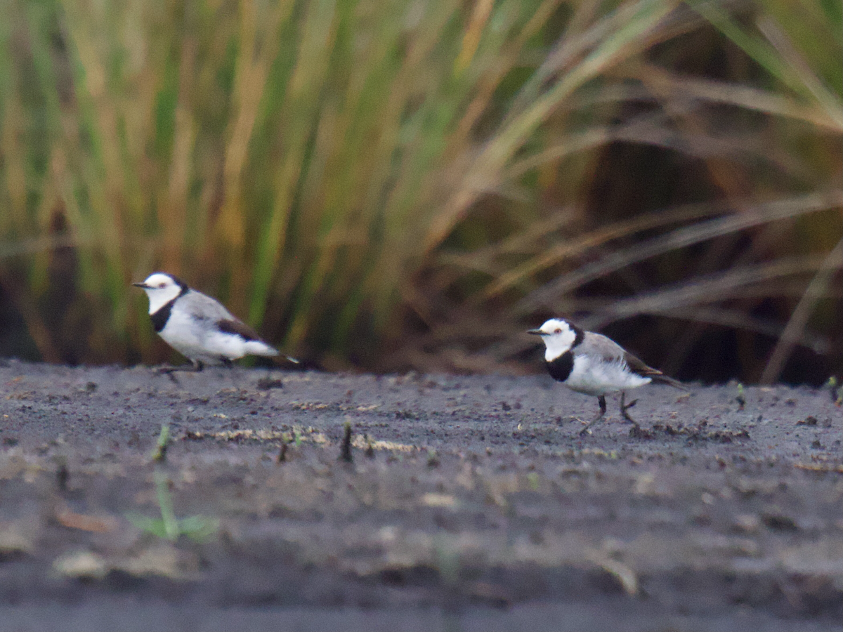 White-fronted Chat - ML647401211