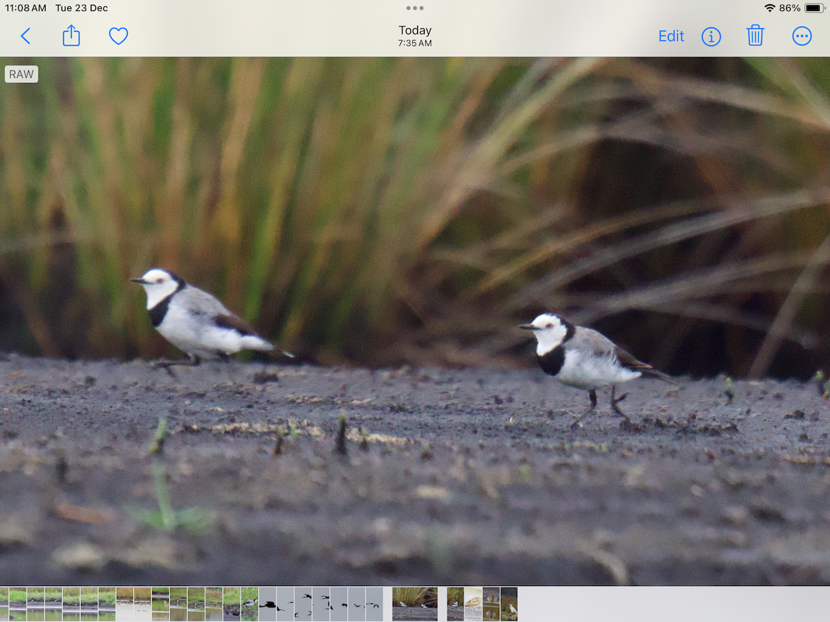 White-fronted Chat - ML647401212
