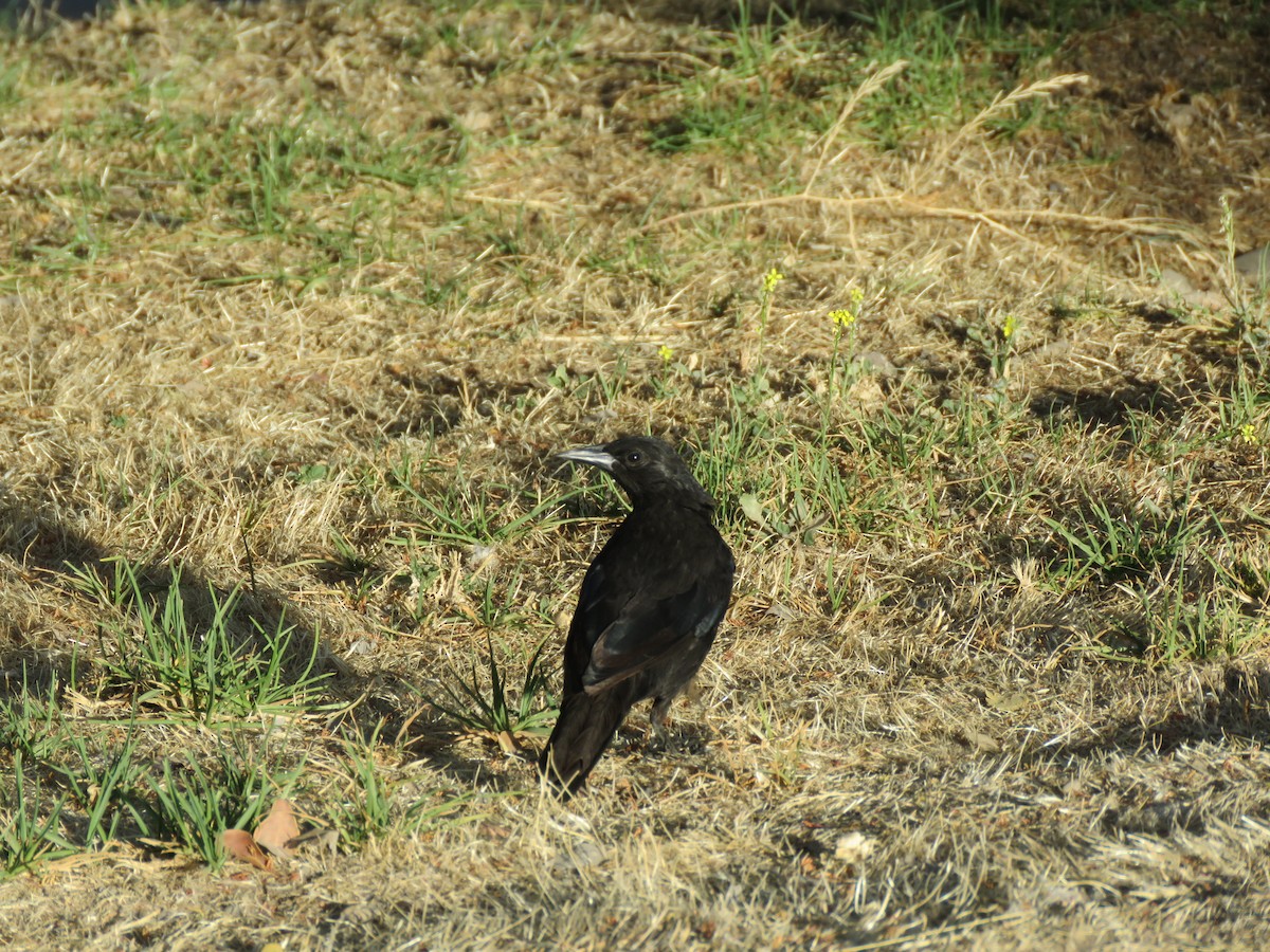 Austral Blackbird - ML647401213