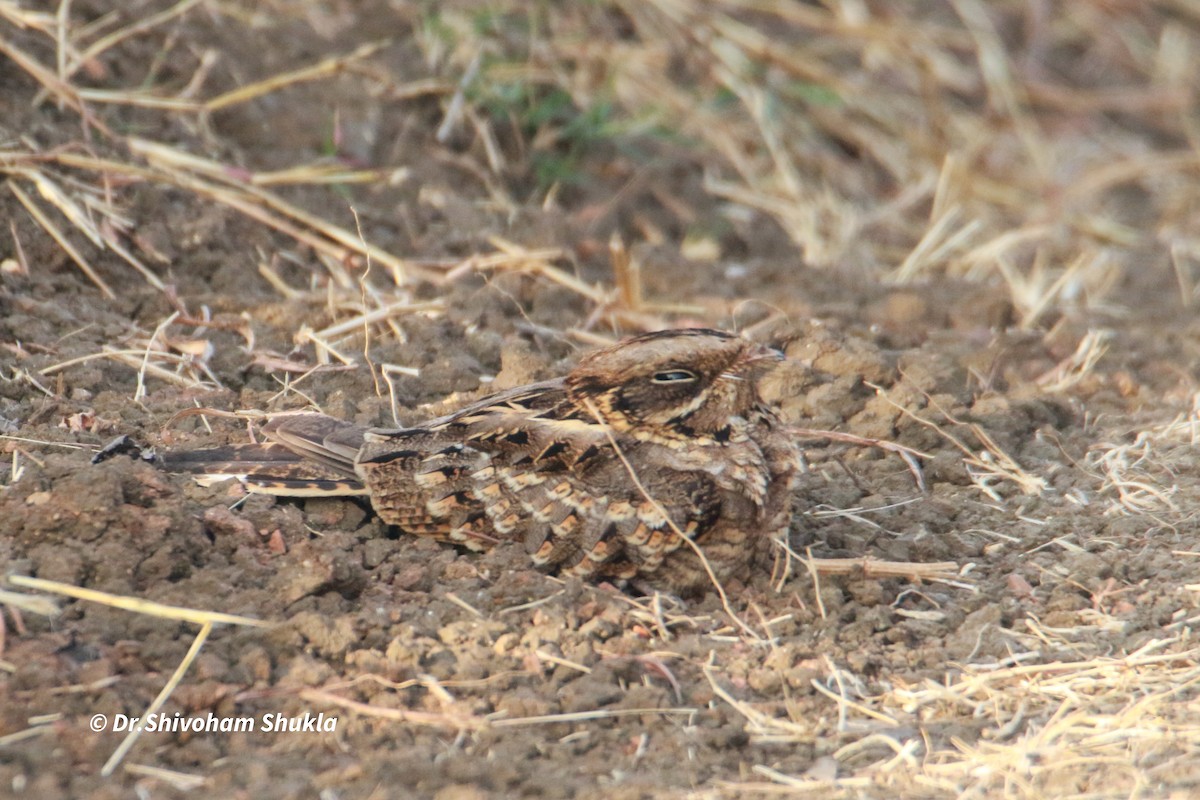 Chotacabras Hindú - ML647401223