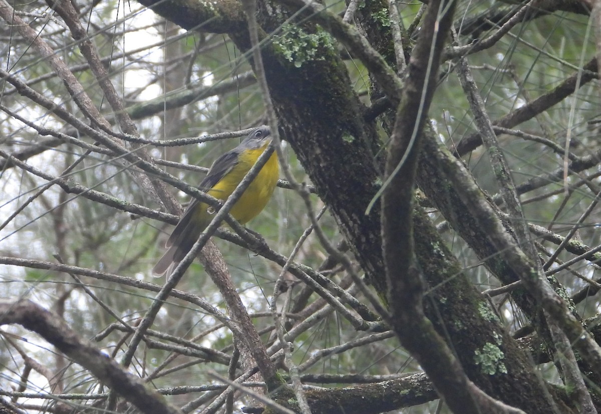Eastern Yellow Robin - ML647401224