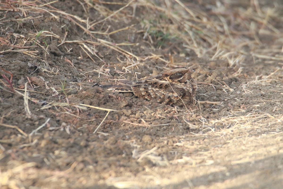 Chotacabras Hindú - ML647401227