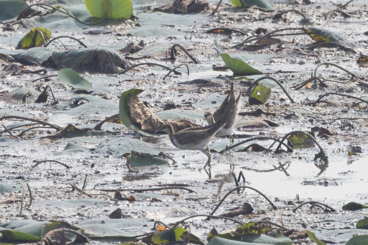 fasanbladhøne - ML647401238