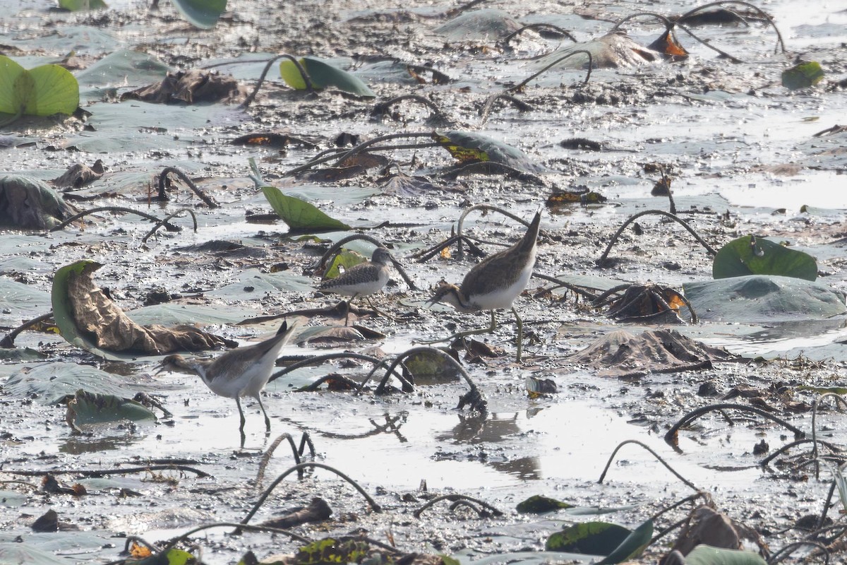 fasanbladhøne - ML647401239