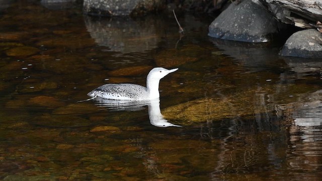 Red-throated Loon - ML647401241