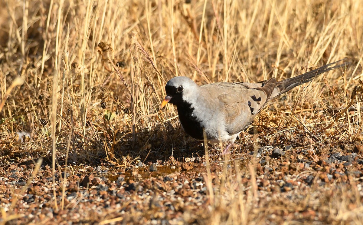 Namaqua Dove - ML647401258