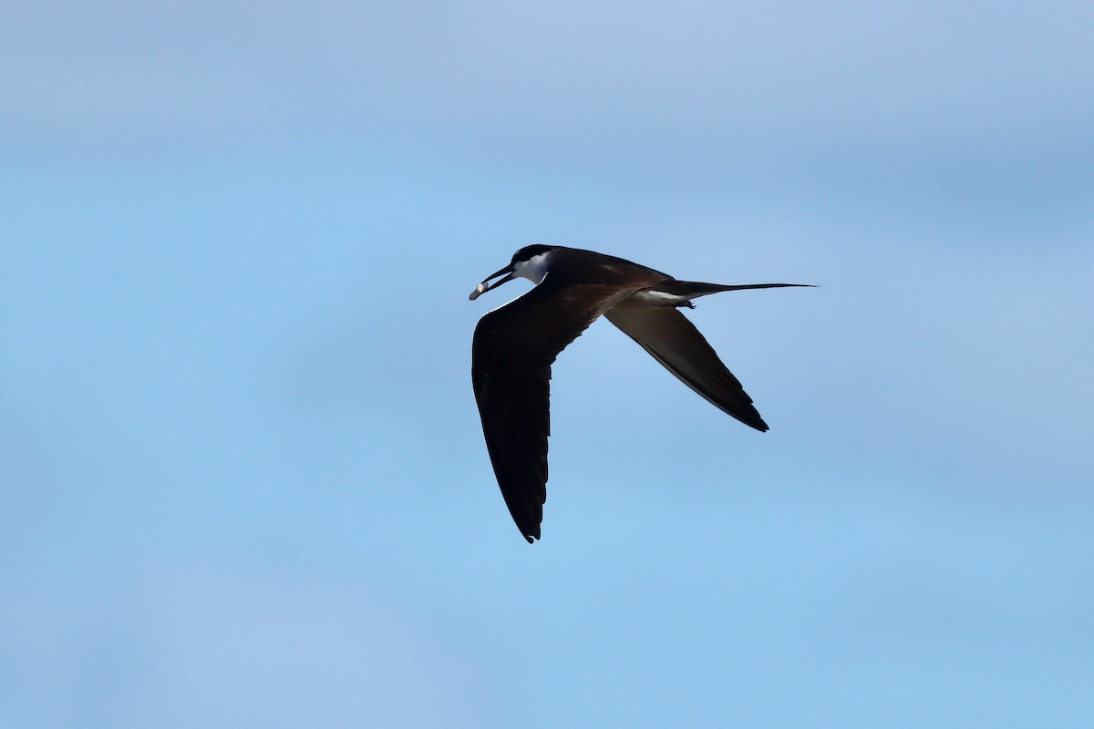 Bridled Tern - ML647401267