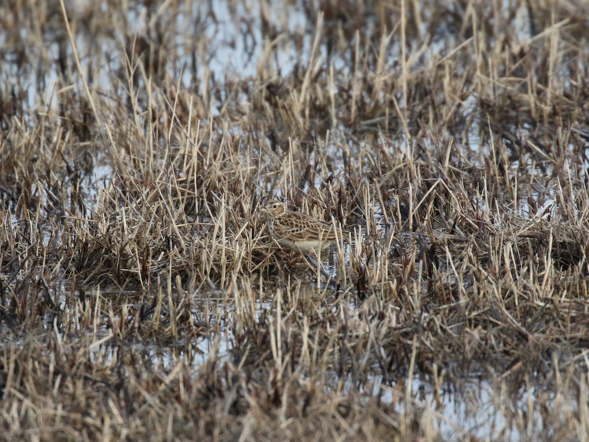 Pispola - ML647401286