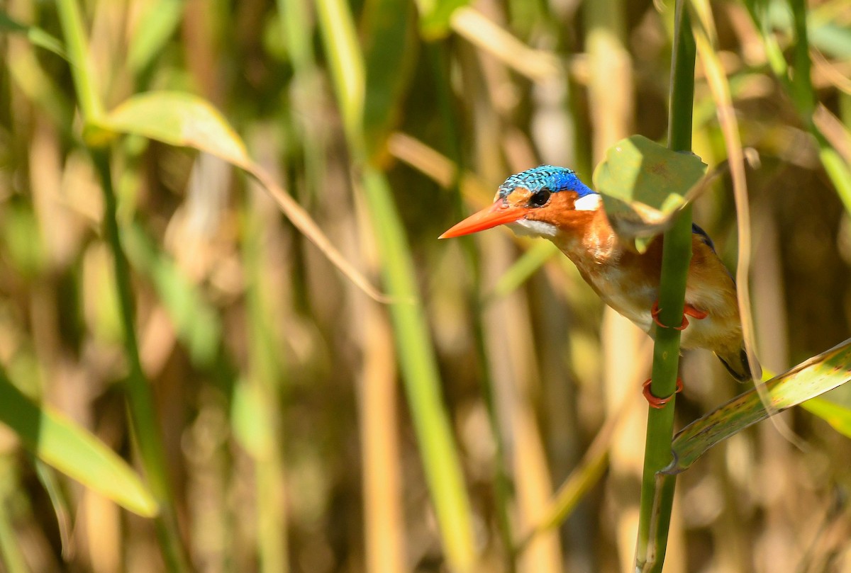 Malachite Kingfisher - ML647401291