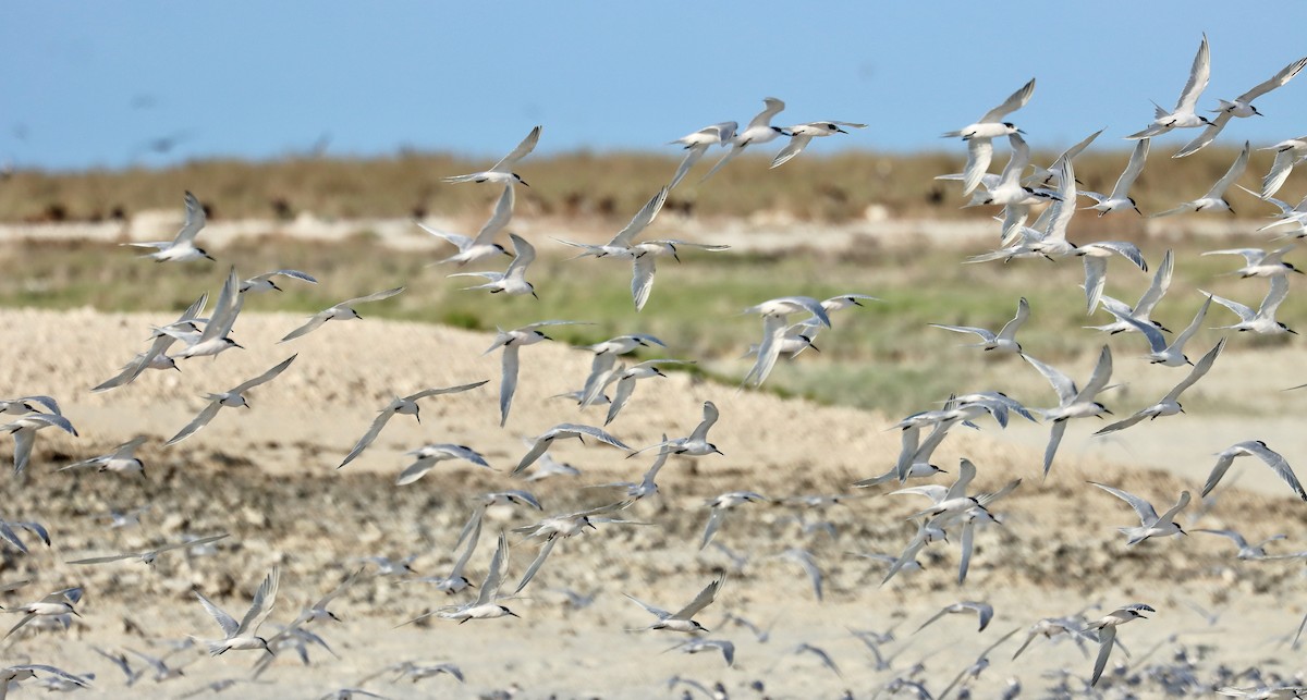 Roseate Tern - ML647401293