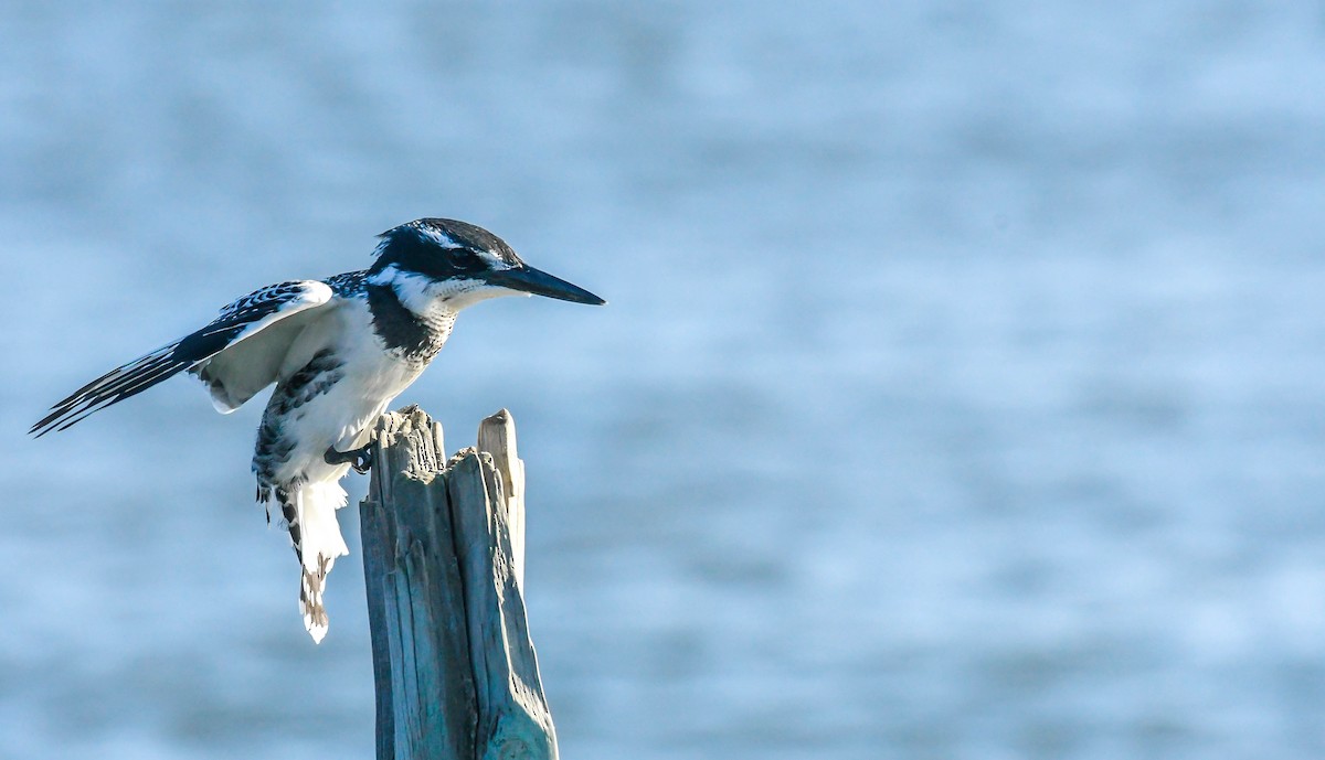 Pied Kingfisher - ML647401297