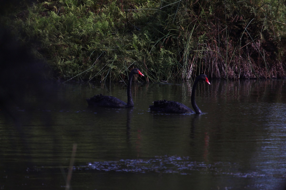 Black Swan - ML647401298