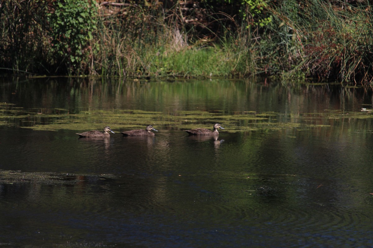 Pacific Black Duck - ML647401302