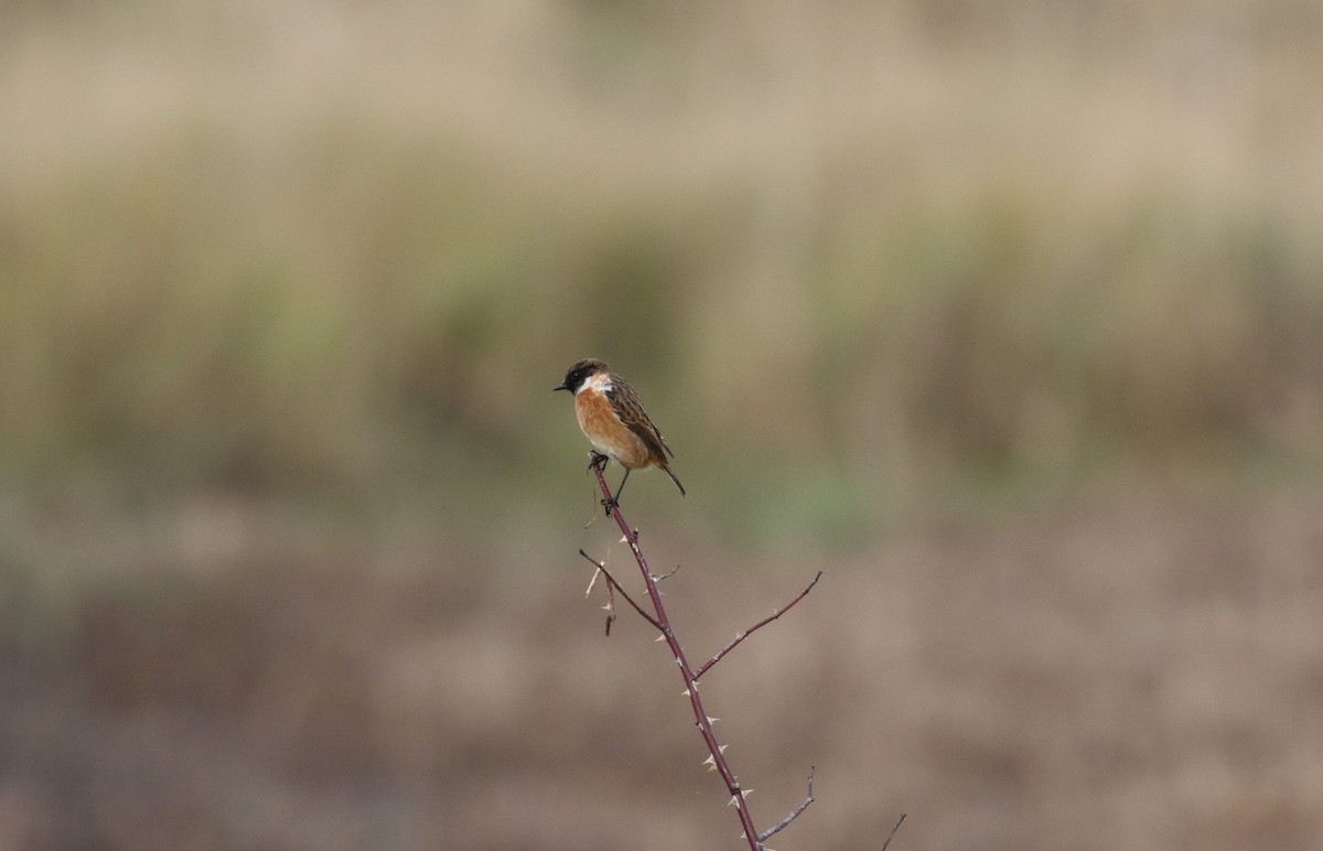 European Stonechat - ML647401303