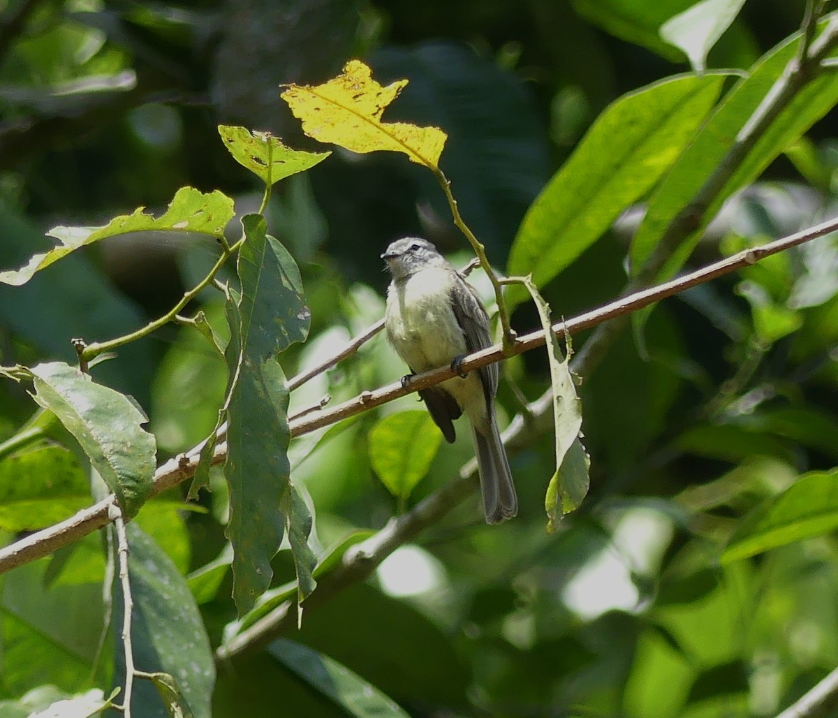 Yungas Tyrannulet - ML647401304