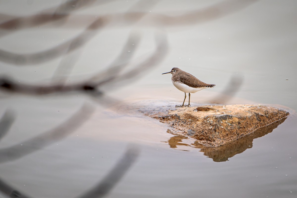 Green Sandpiper - ML647401306