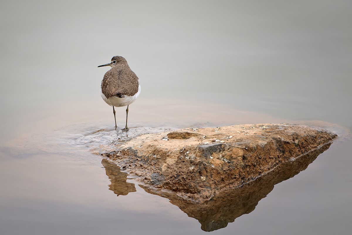 Green Sandpiper - ML647401308