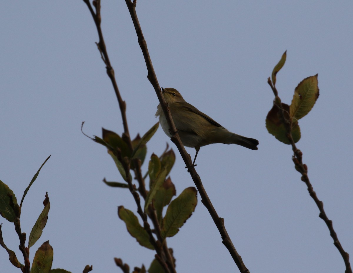 Common Chiffchaff - ML647401309
