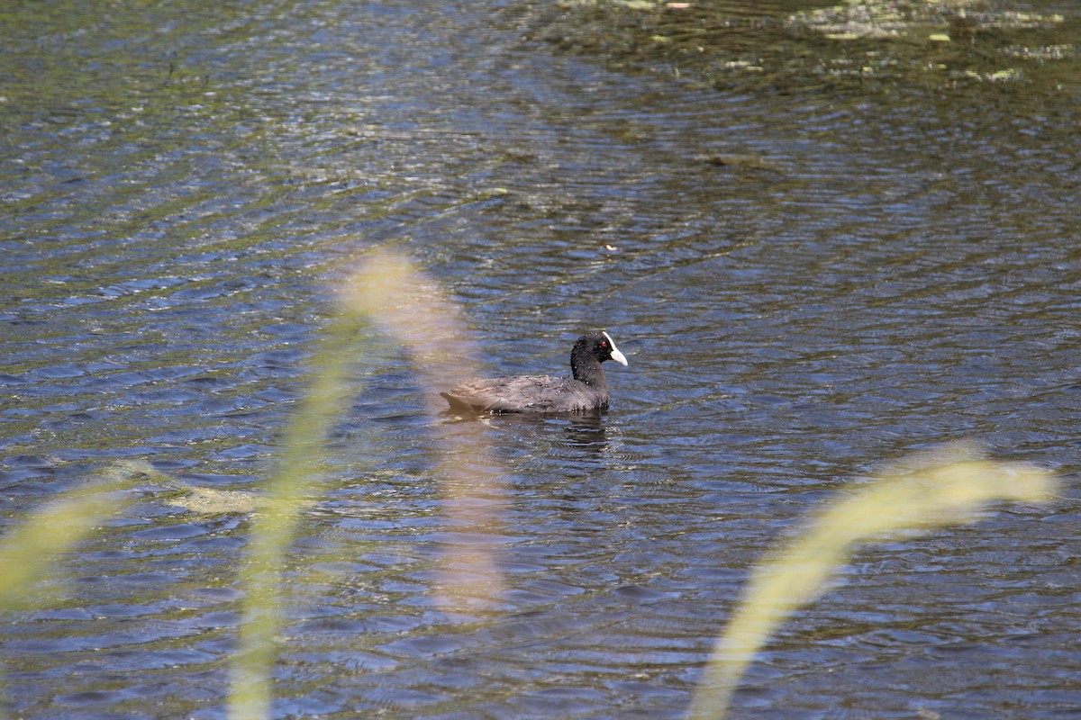 Australasian Swamphen - ML647401311