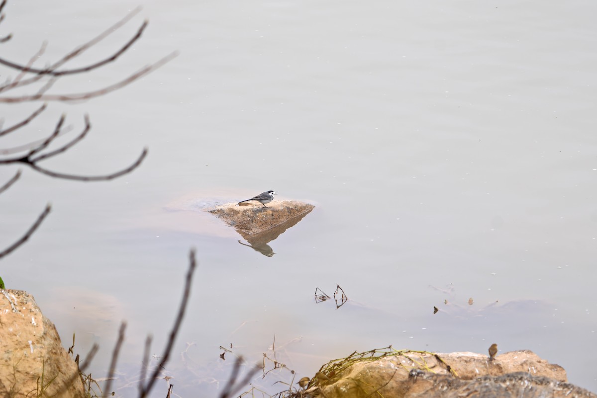White Wagtail - ML647401313