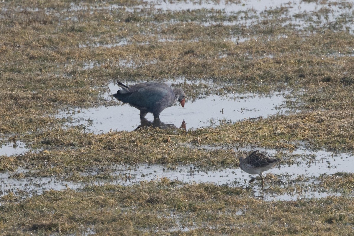 Gray-headed Swamphen - ML647401315